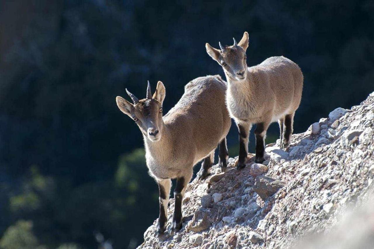 Xalet De La Muntanya El Brucmontserrat Buitenkant foto